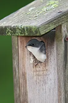 Fledge: Tree Swallow - young bird ready to fledge from nest box
