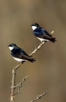 Iridoprocne: Tree Swallows