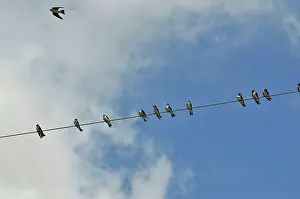 Tachycineta: Tree Swallows