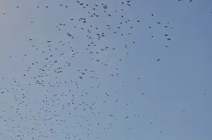Migrate: Tree Swallows