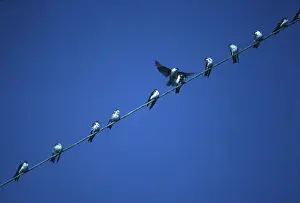 Twelve: Tree Swallows