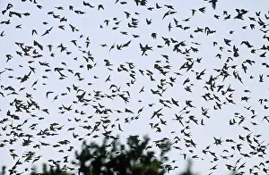 Tachycineta: Tree Swallows in Flight