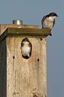 Hirundinidae: Tree Swallows at nest box