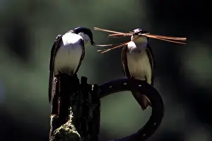 Needles: Tree Swallows with nesting material