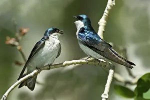 Squawking: Tree Swallows Singing