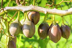 Tomato: Tree Tomato, Tamarillo, Cyphomandra betaceum, fruits