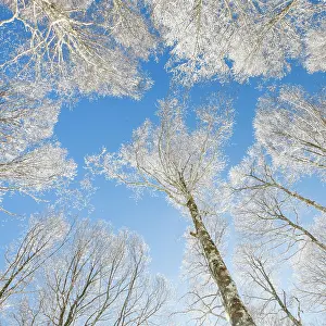 Treetop: Tree tops of deep snow covered beech forest against