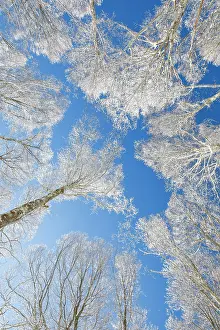 Tops: Tree tops of deep snow covered beech forest against