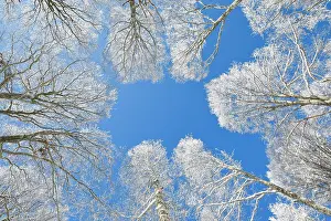 Tops: Tree tops of deep snow covered beech forest against