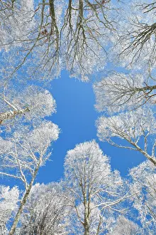 Tops: Tree tops of deep snow covered beech forest against