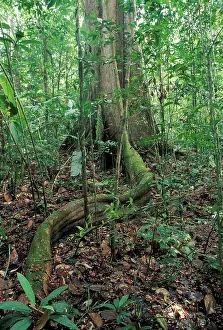 Buttress: Tree Trunk - in forest showing buttress root