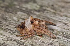 Cryptic: Tree-trunk Orb Weaver