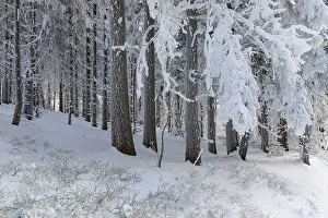 Decorated: Even the tree trunks are all decorated with hoarfrost