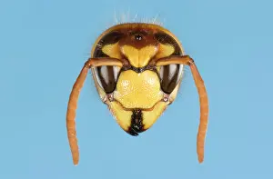 Dolichovespula: Tree Wasp - studio shot of head on plain background