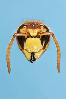 Dolichovespula: Tree Wasp - studio shot of head on plain background