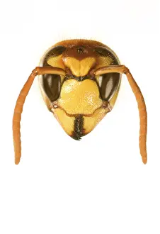 Dolichovespula: Tree Wasp - studio shot of head on plain background