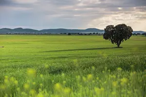 Sergio Arias: Tree with wheat field