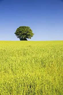 Wheat: Tree behind a wheat field