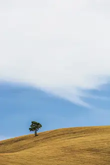 Sergio Arias: Tree in wheat field Cuenca, Castilla La Mancha, Spain