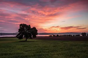 Sergio Arias: Tree in wheat fields at sunrise