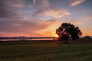 Sergio Arias: Tree in wheat fields at sunrise