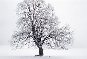 Sumava: Tree - in winter snow. Sumava region in the Czech Republic