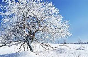 Sumava: Tree - in winter snow. Sumava region in the Czech Republic