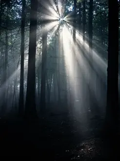 Unexplained: Tree