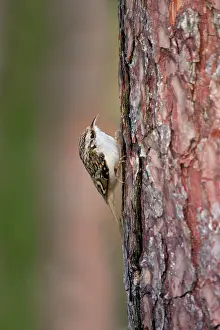 Certhia: Treecreeper