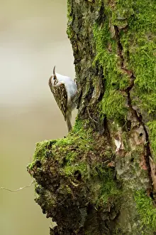 Certhia: Treecreeper adult climbing moss covered tree