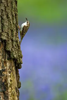 Certhia: Treecreeper adult climbing tree with Bluebells