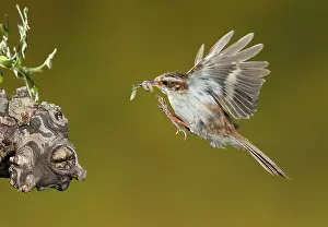 Grub: Treecreeper - adult in flight with its prey