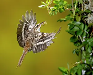 Grub: Treecreeper - adult in flight with its prey