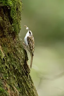 Jake Stephen: Treecreeper adult hopping up tree with piece
