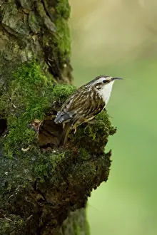Jake Stephen: Treecreeper adult by nest hole Spring