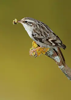 Grub: Treecreeper - adult perched on a branch with its prey