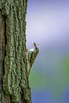 Certhia: Treecreeper adult with prey climbing tree with