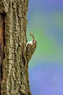 Certhia: Treecreeper adult with prey climbing tree with