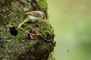 Jake Stephen: Treecreeper adult trying to get large piece