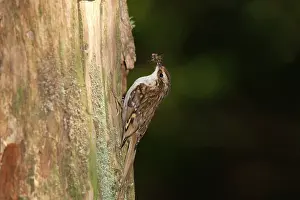 Certhia: Treecreeper - with a beak full of insects