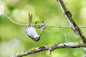 Digging: Treecreeper (Certhia brachydactyla) digging a dead