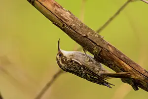 Certhia: Treecreeper (Certhia brachydactyla) ona branch
