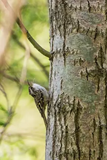 Sing: Treecreeper (Certhia brachydactyla) singing on a