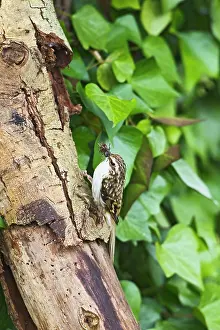 Certhia: Treecreeper - with food near nest -