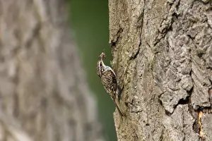 120219: Treecreeper - With Insects - Cambridgeshire - uK