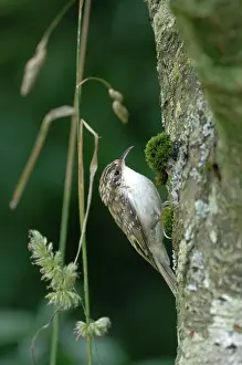 Certhia: Treecreeper - on tree trunk