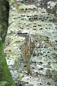 Certhia: Treecreeper - on tree trunk