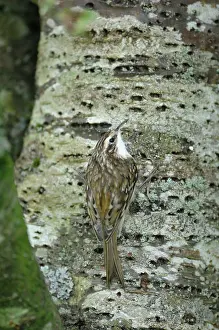Certhia: Treecreeper - on tree trunk