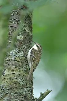 Certhia: Treecreeper - on tree trunk