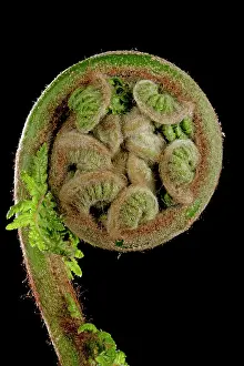 Treefern: Treefern - young leaf